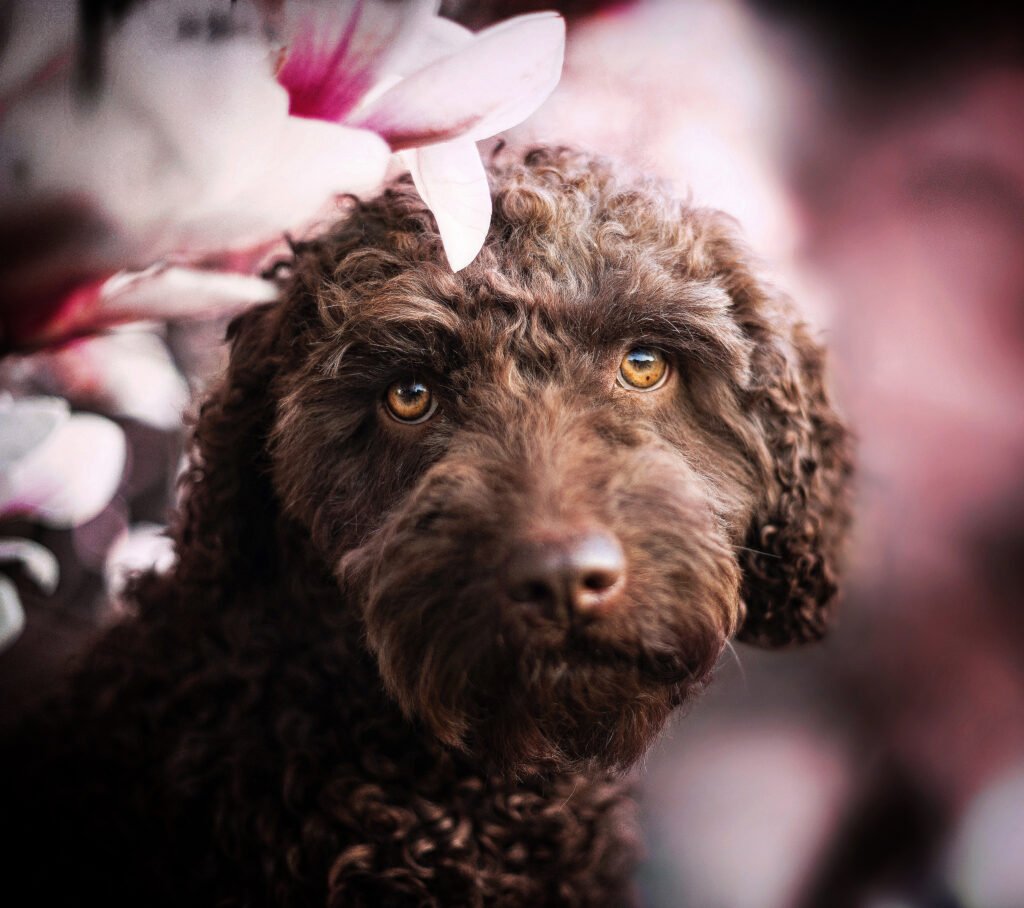 honden fotoshoot