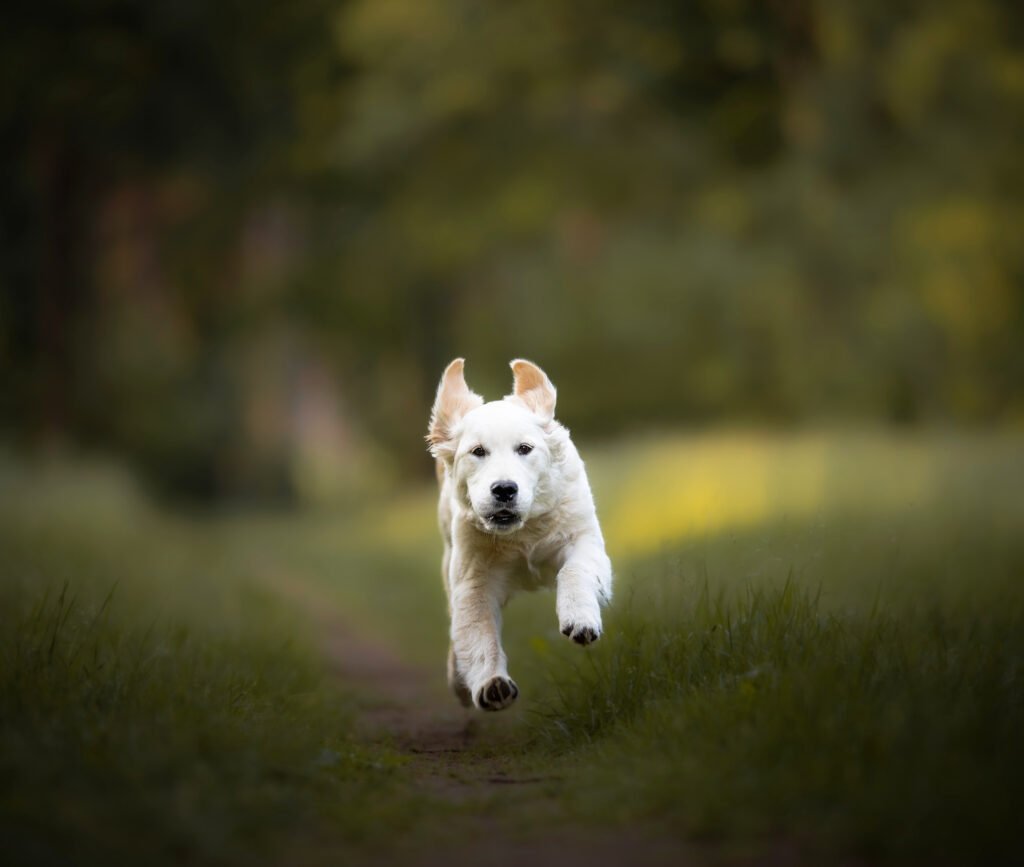 honden fotoshoot