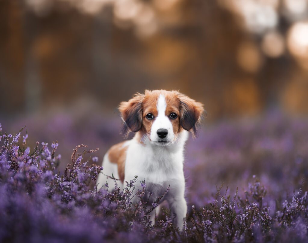 honden fotoshoot