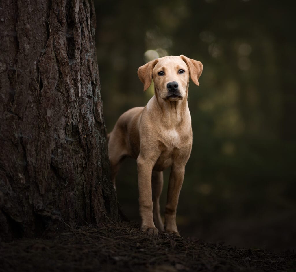 labrador puppy