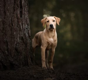labrador puppy