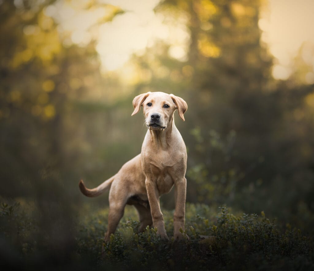 labrador